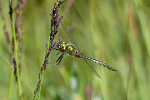 Somatochlora flavomaculata